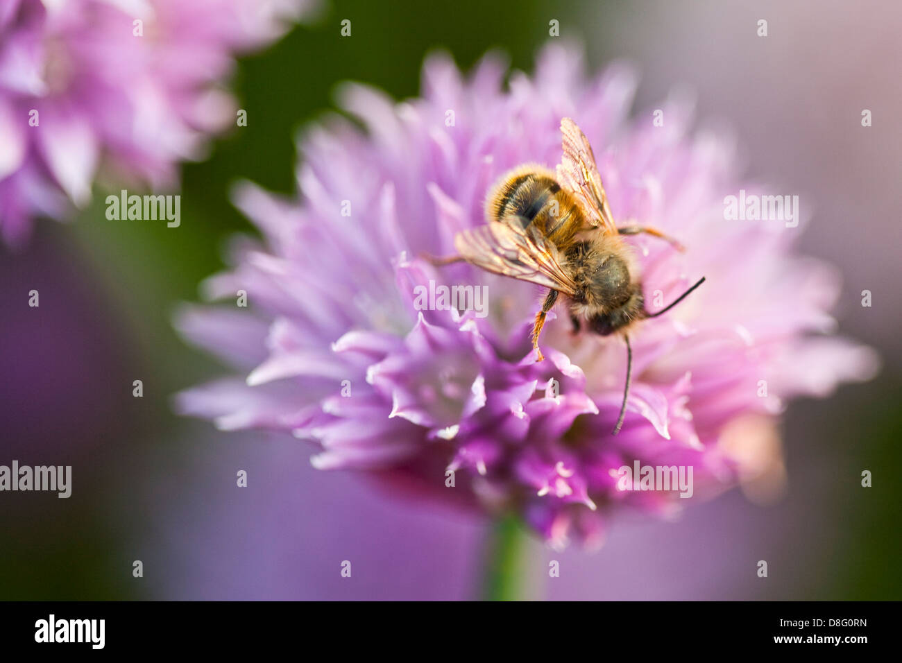 A bee on a chive flower Stock Photo Alamy