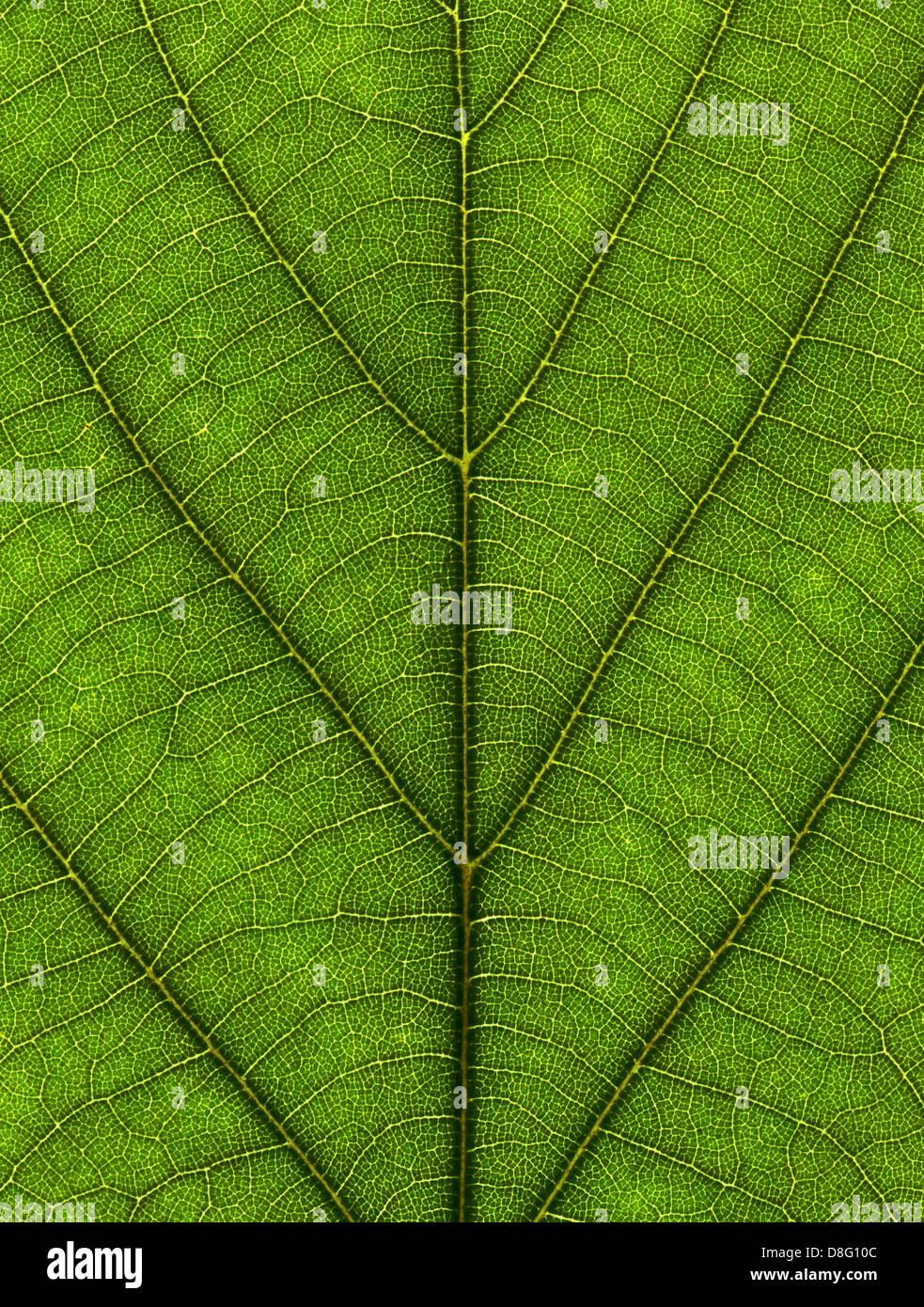 Texture of leaf Stock Photo - Alamy