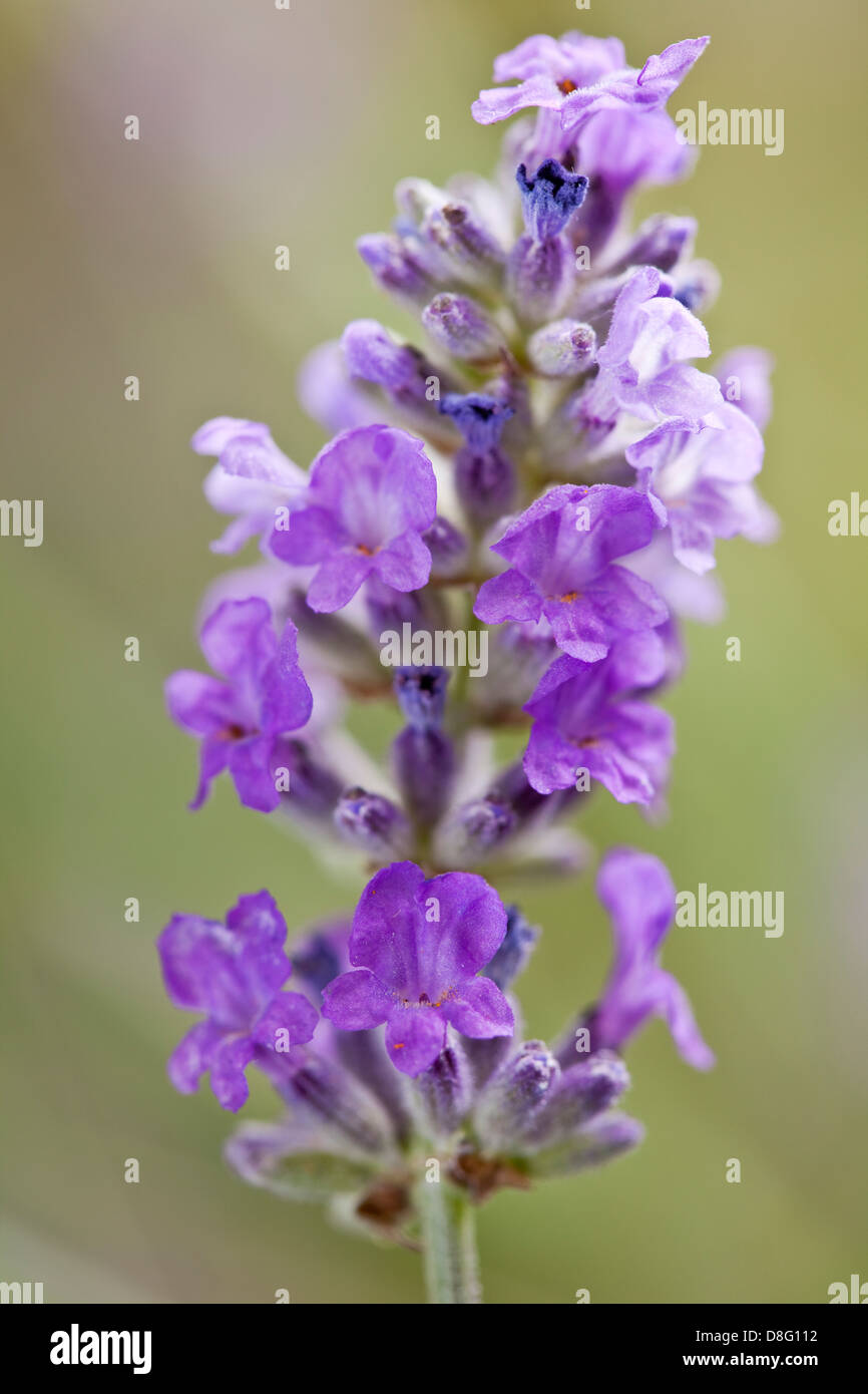 Lavender flower hires stock photography and images Alamy