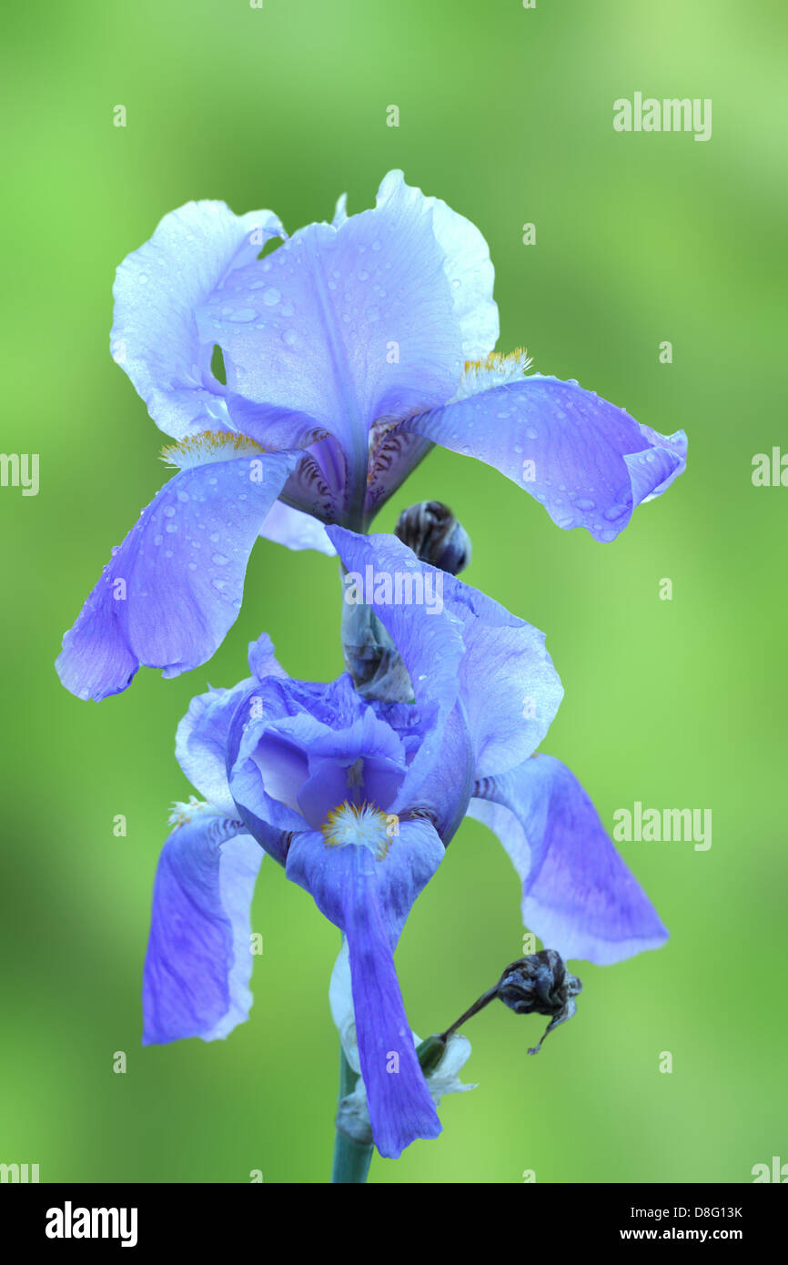 purple iris flower ( iris germanica ) over green out of focus background Stock Photo