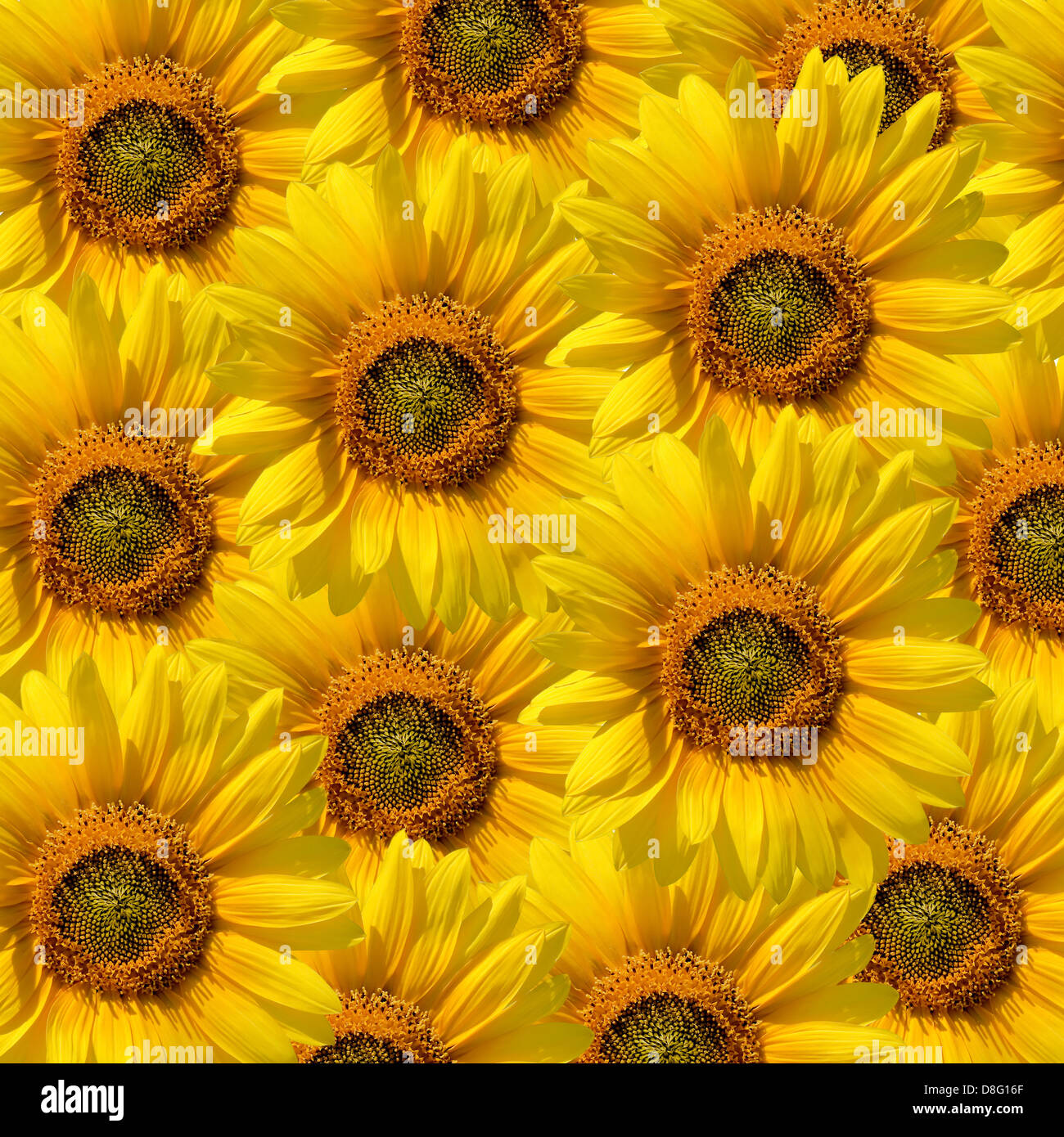 Sunflowers background Stock Photo