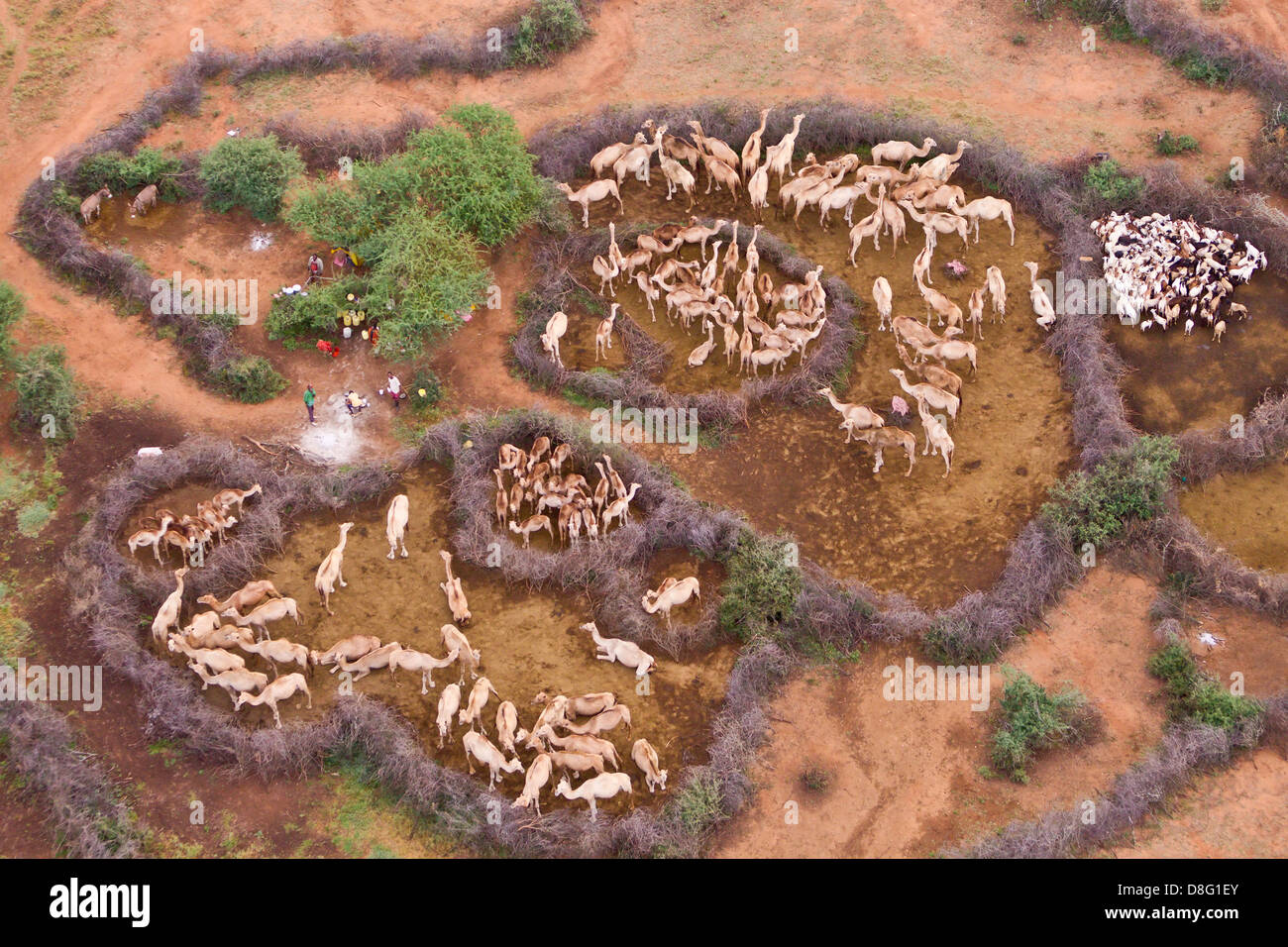 Aerial view of Camels(Camelus dromedarius) in their pens. Northern Kenya Stock Photo