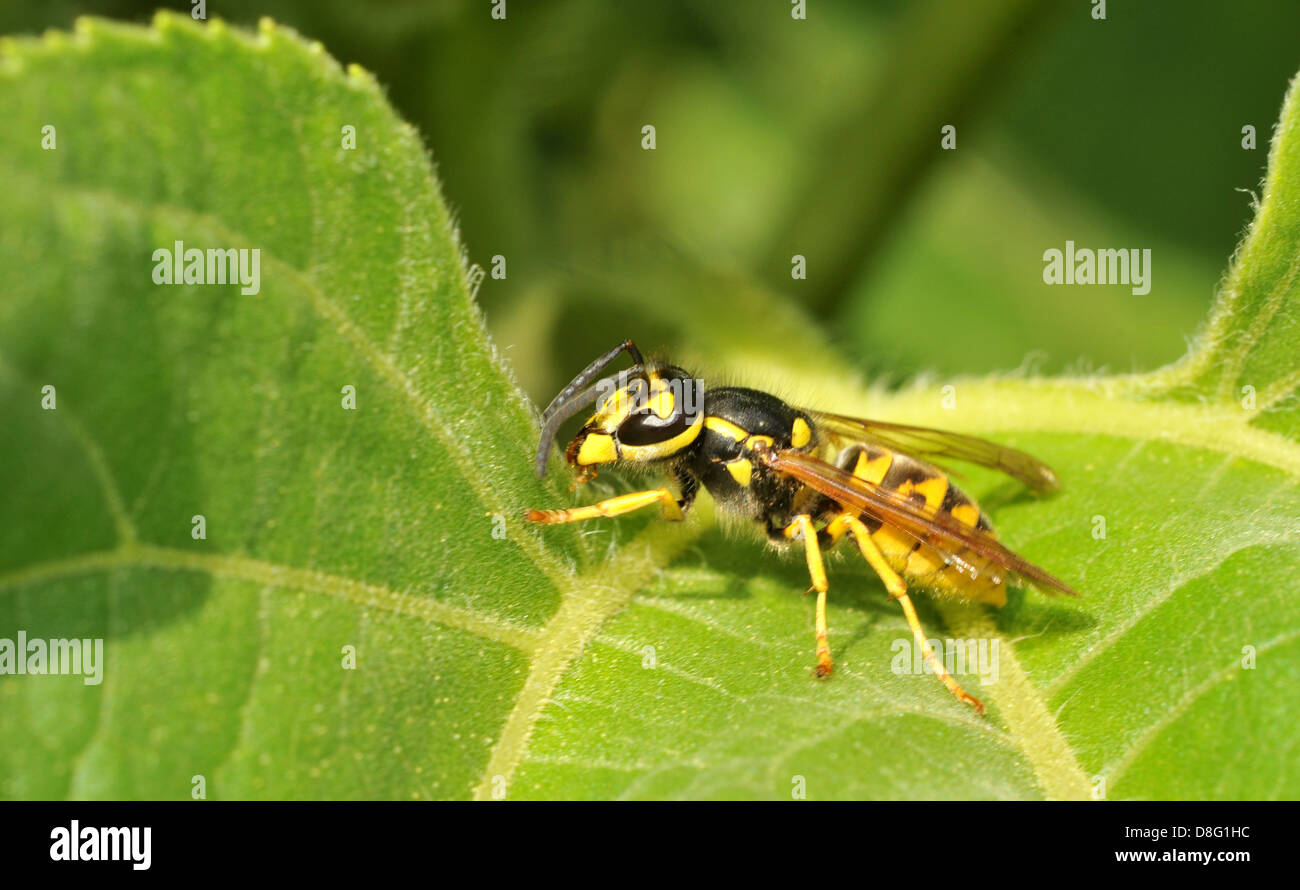 wasp Stock Photo