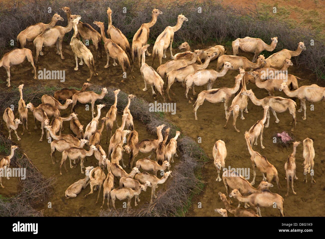 Aerial view of Camels(Camelus dromedarius) in their pens. Northern Kenya Stock Photo