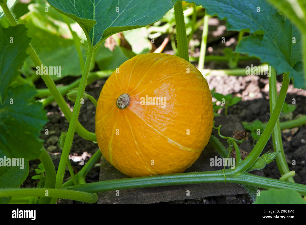 a squash, uchiki kuri, growing on a tile underneath the plant's leaves Stock Photo