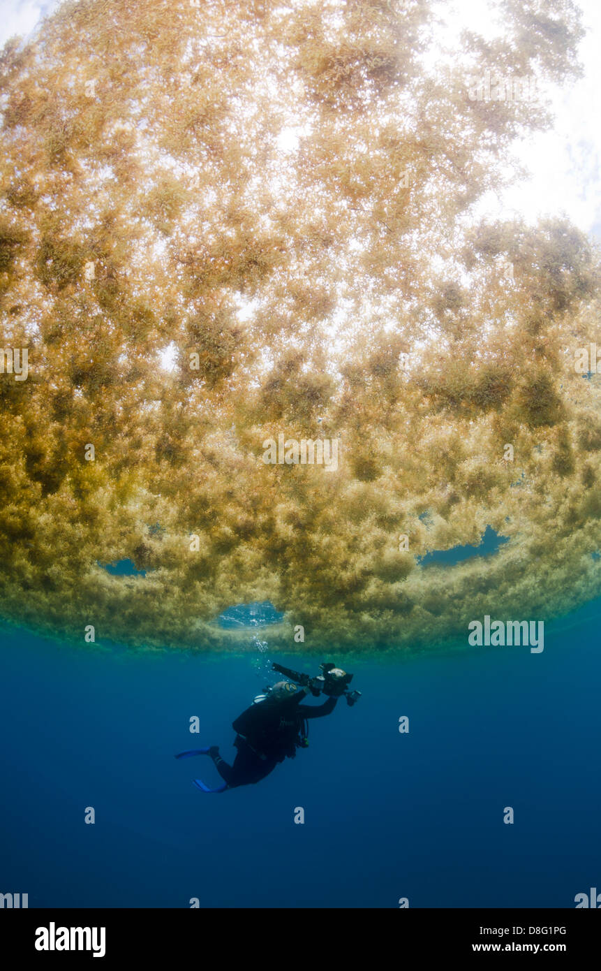 A photographer scuba dives under sargassum near Key Largo, Florida Stock Photo
