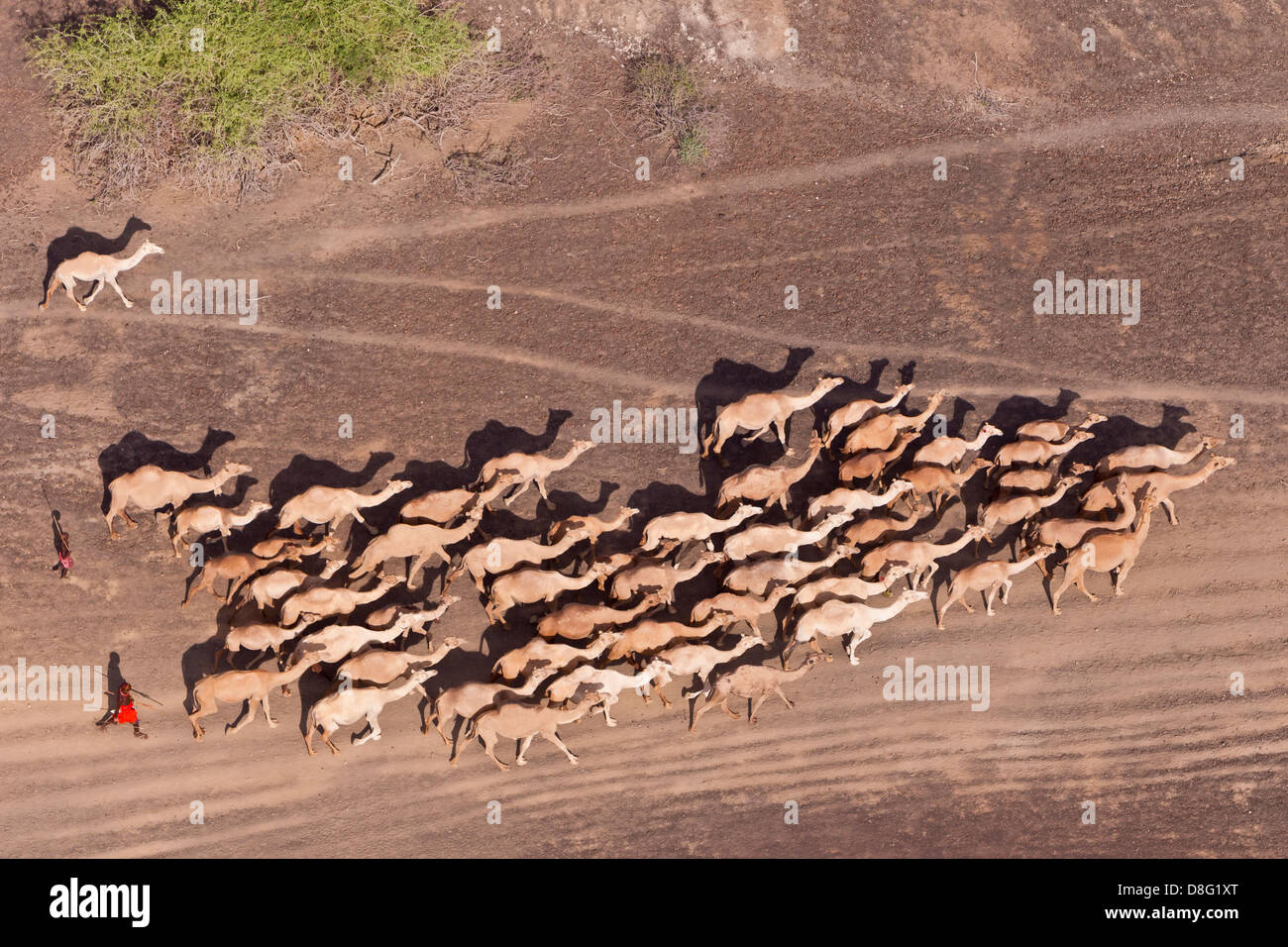 Aerial view of Camels being herded by the Rendille people in Northern Kenya Stock Photo