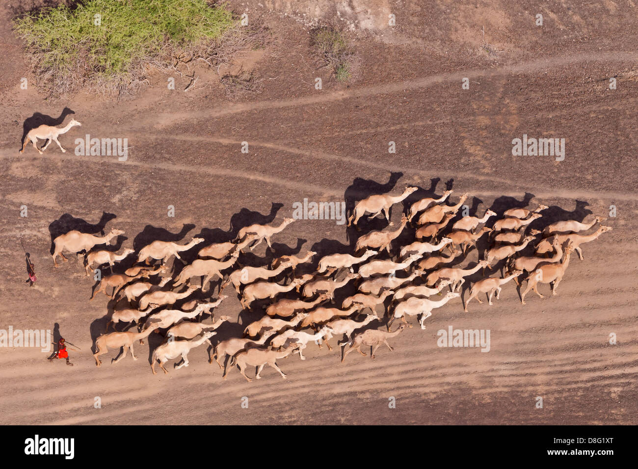 Aerial view of Camels being herded by the Rendille people in Northern ...