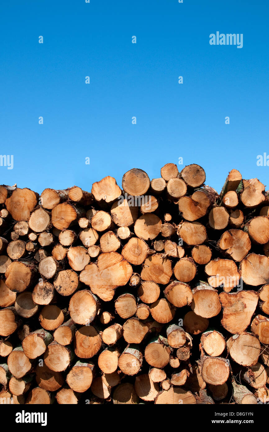 pile of tree trunks and blue sky Stock Photo