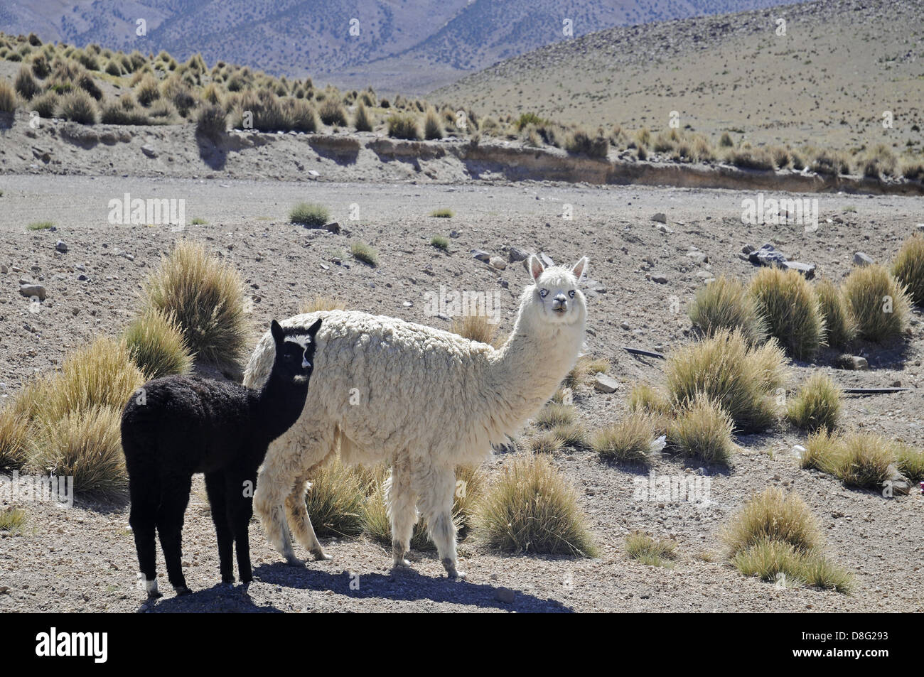 Llamas Stock Photo