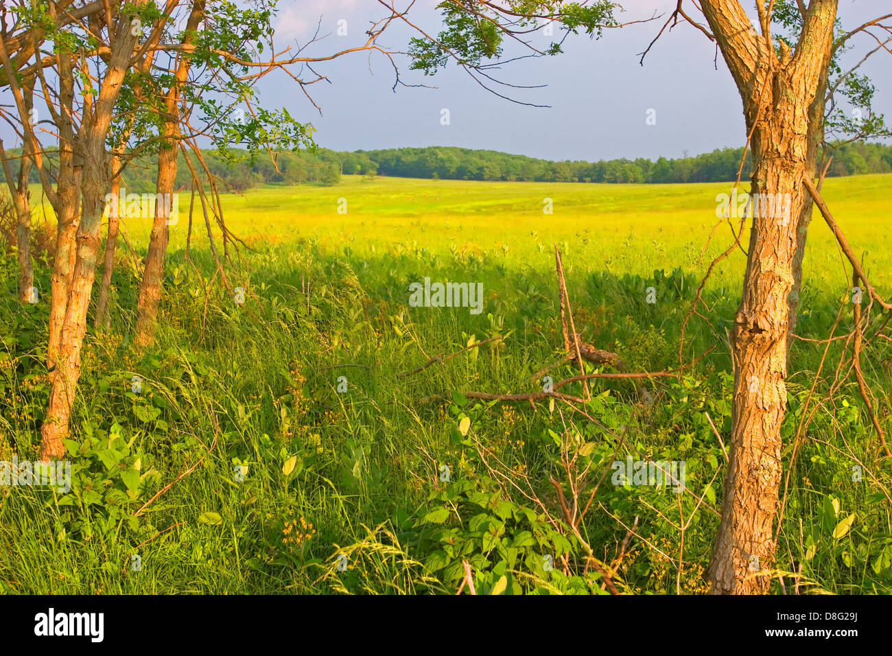 Shenandoah National Park, Virginia - Late afternoon in Big Meadows in Shenandoah National Park. Stock Photo
