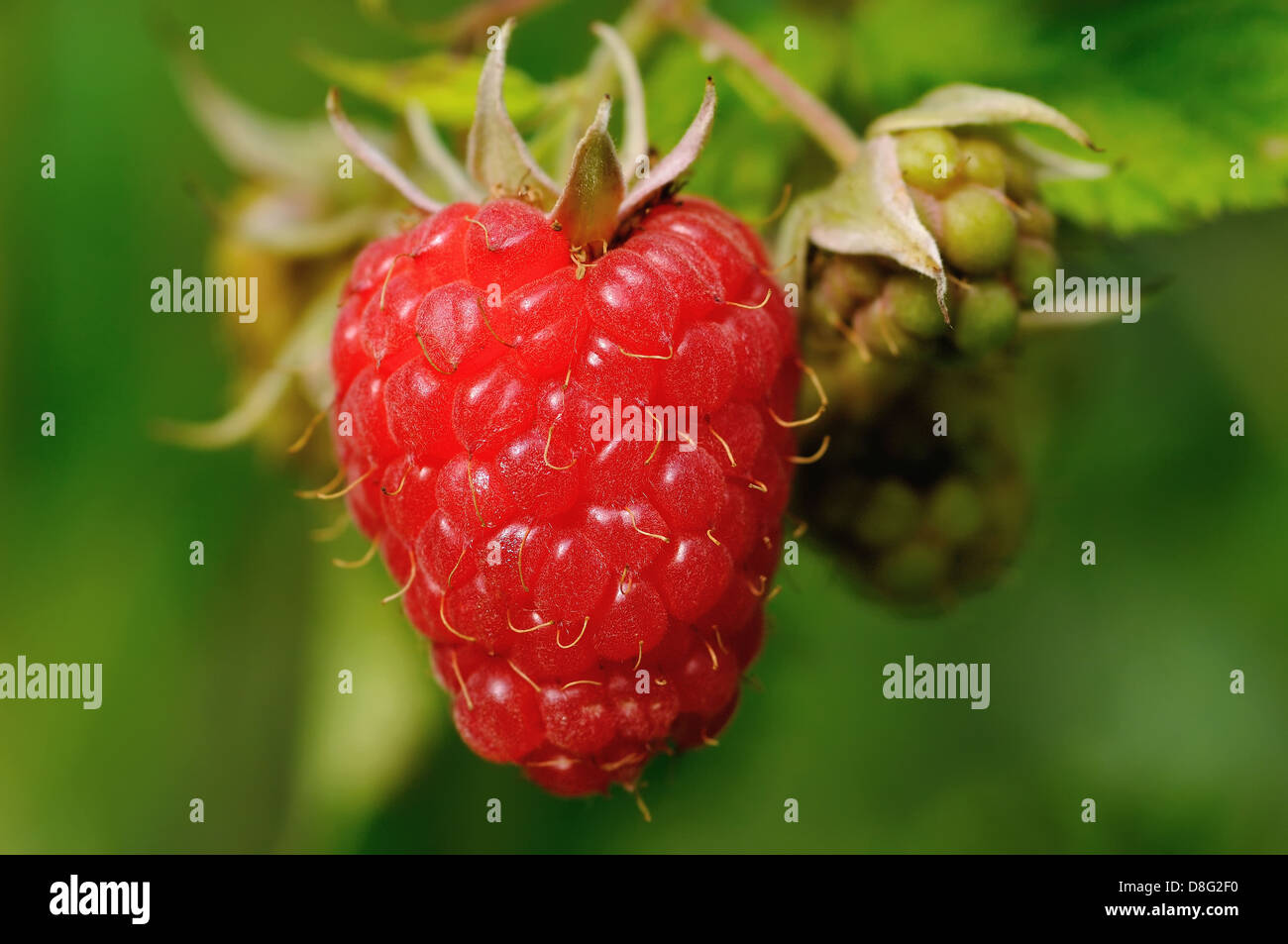 Raspberry on a stem Stock Photo
