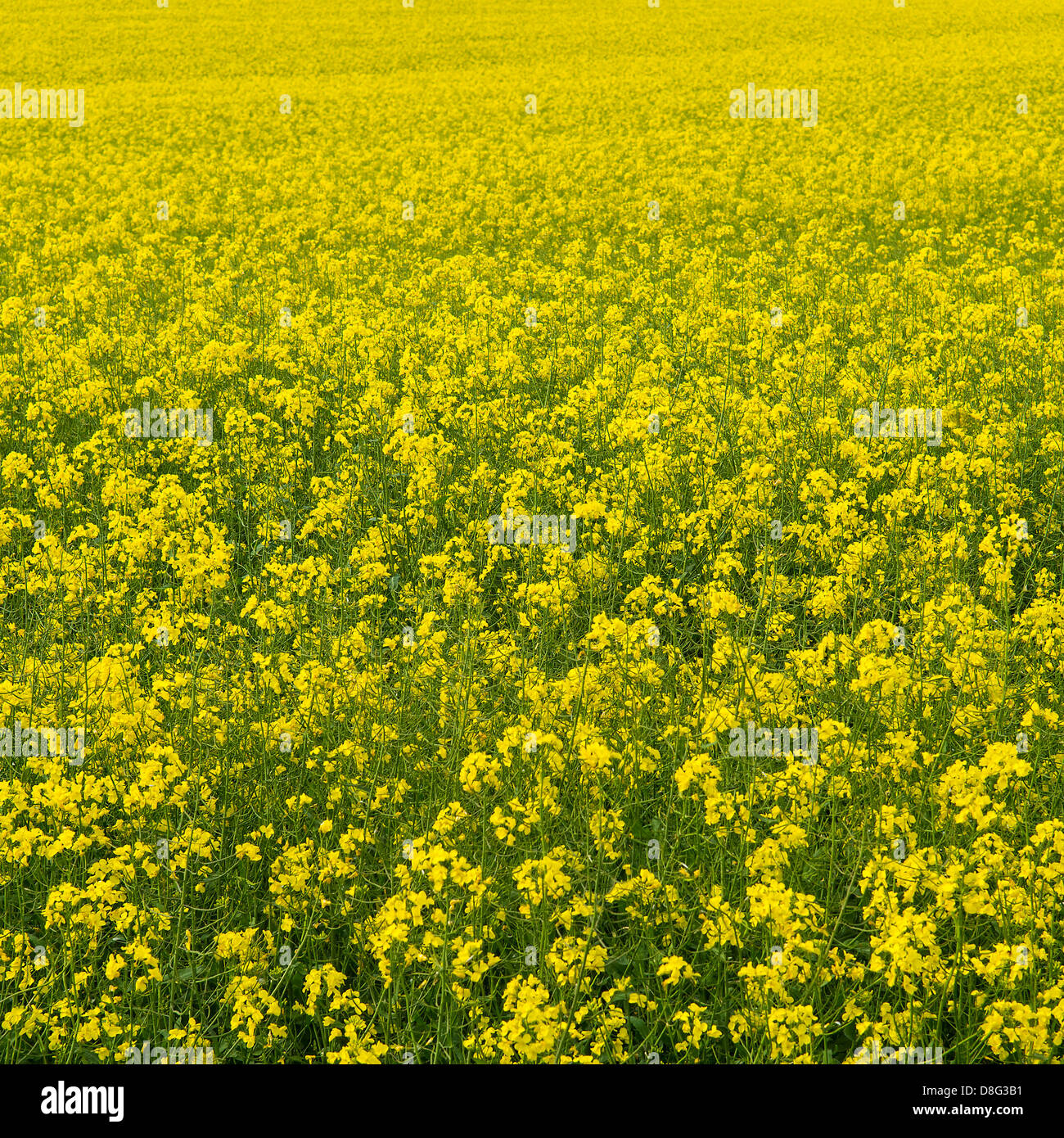 Endless raps field in Germany(square) Stock Photo