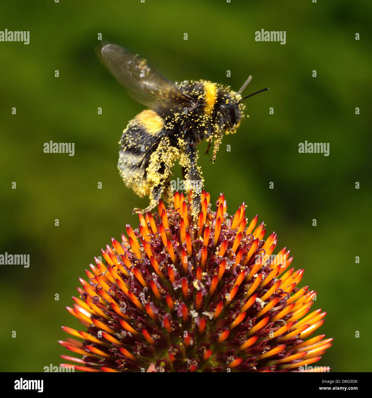 Bumblebee on Echinacea Stock Photo