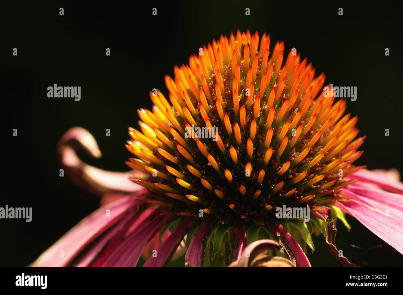 Echinacea Stock Photo
