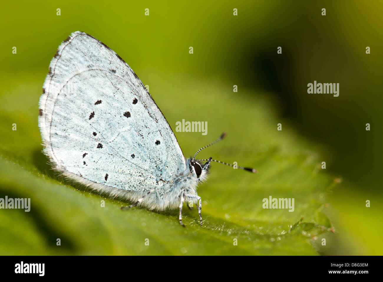 Holly Blue butterfly (Celastrina Argiolus) resting on a blackberry leaf Stock Photo