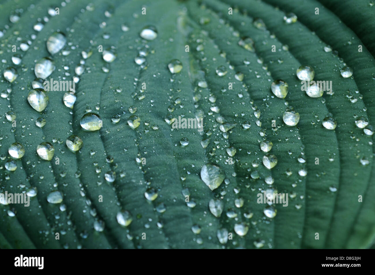 raindrop Stock Photo