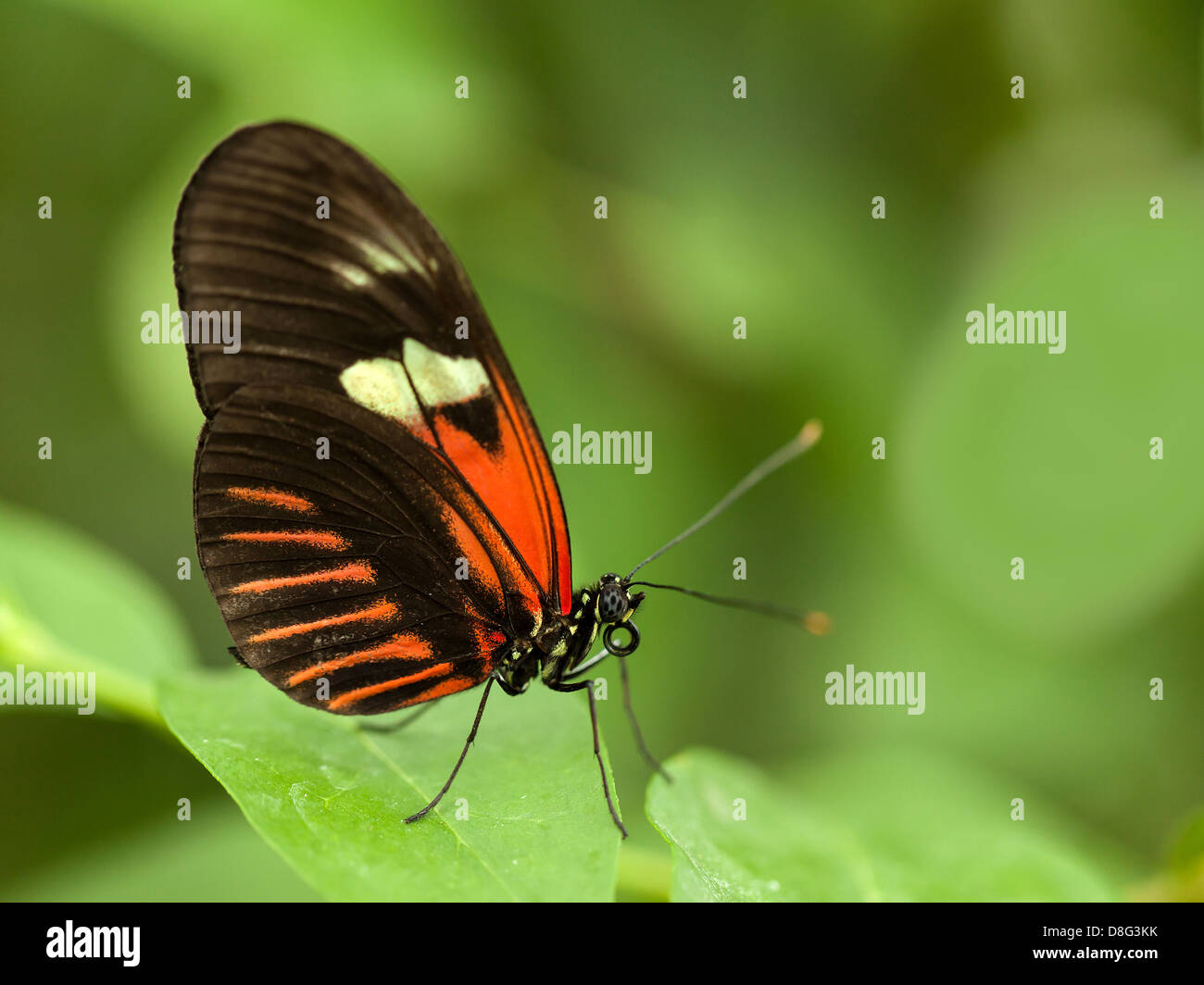 Tropical red, brown and white butterfly resting on green leaves Stock Photo