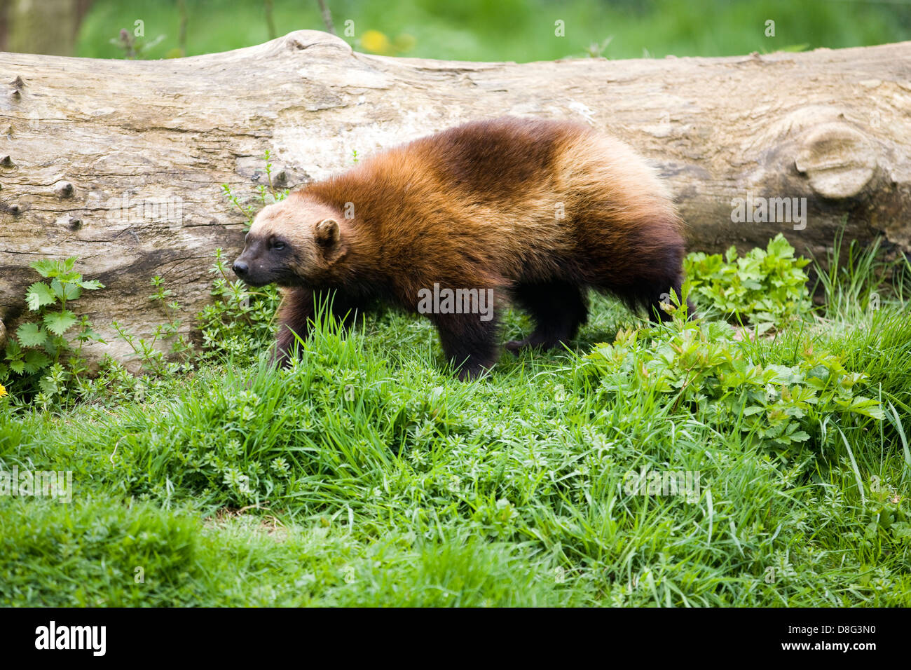 Wolverine in a meadow walking around Stock Photo