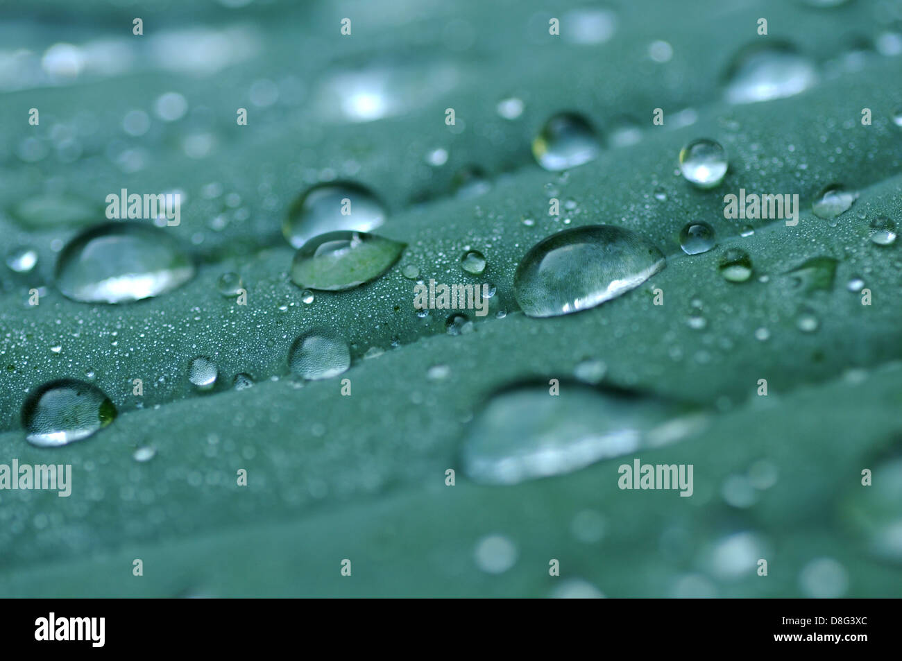 raindrop Stock Photo