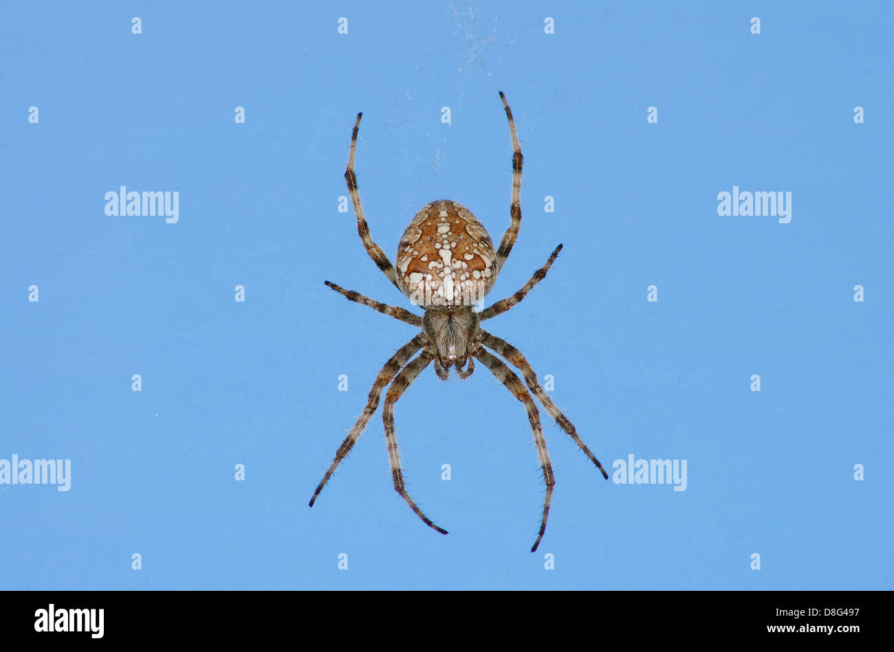European garden spider Stock Photo - Alamy
