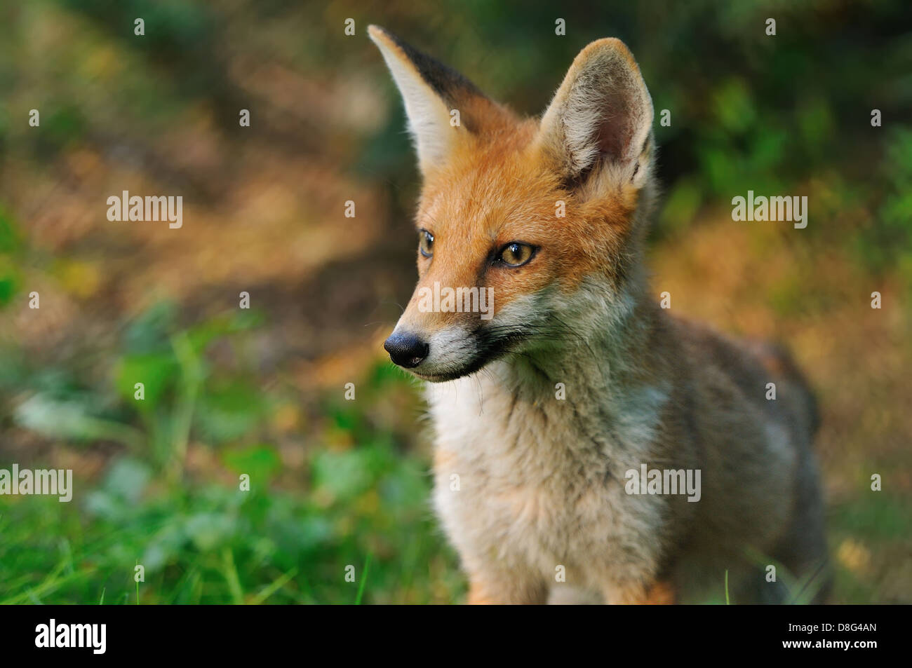 Red fox Stock Photo