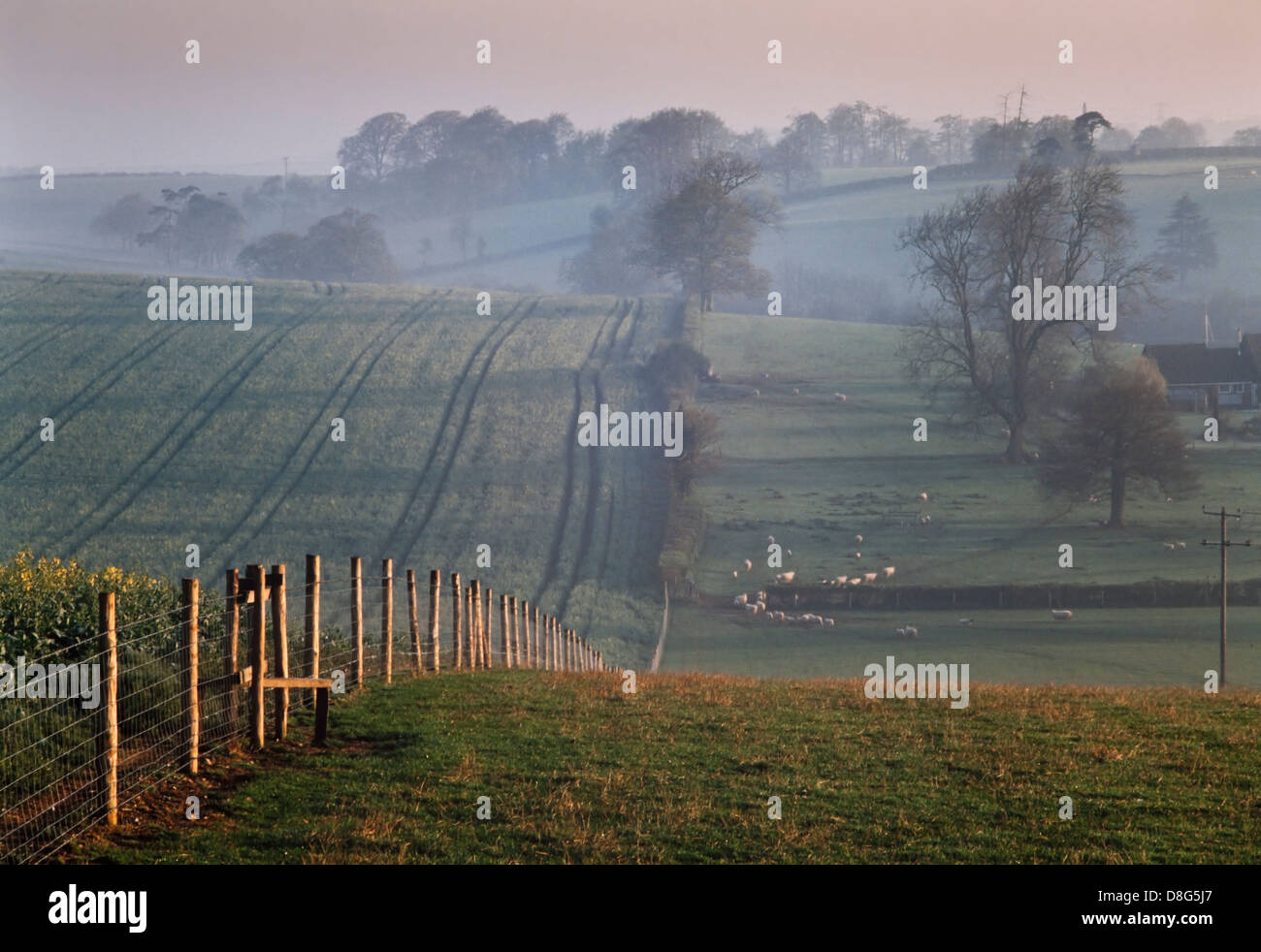 Farm fencing, sheep in far distance, evening misty light, Hertfordshire