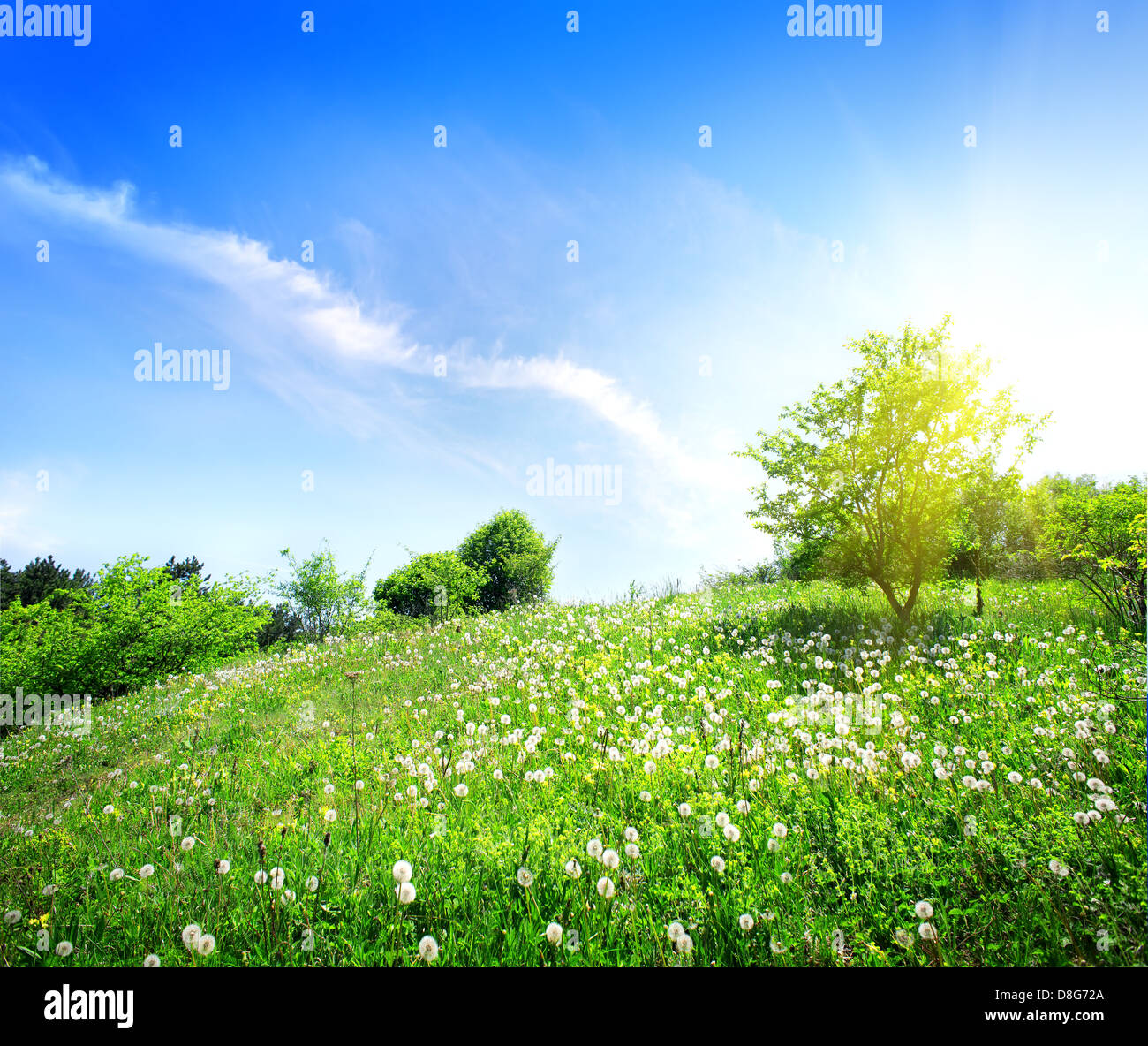 Dandelions on a green meadow in sunlight Stock Photo
