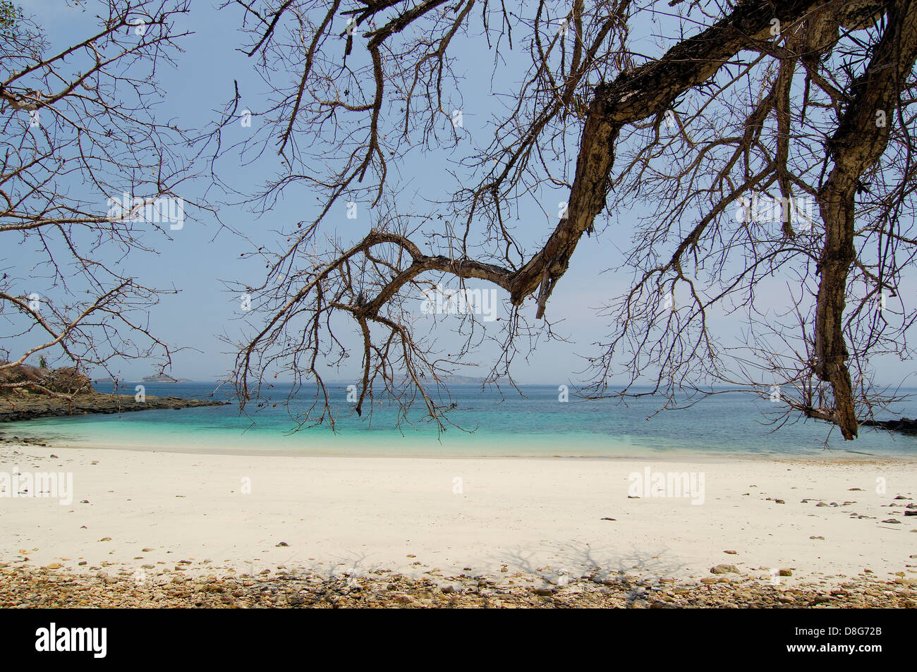 Branches of leafless tree at the beach in Contadora island Stock Photo