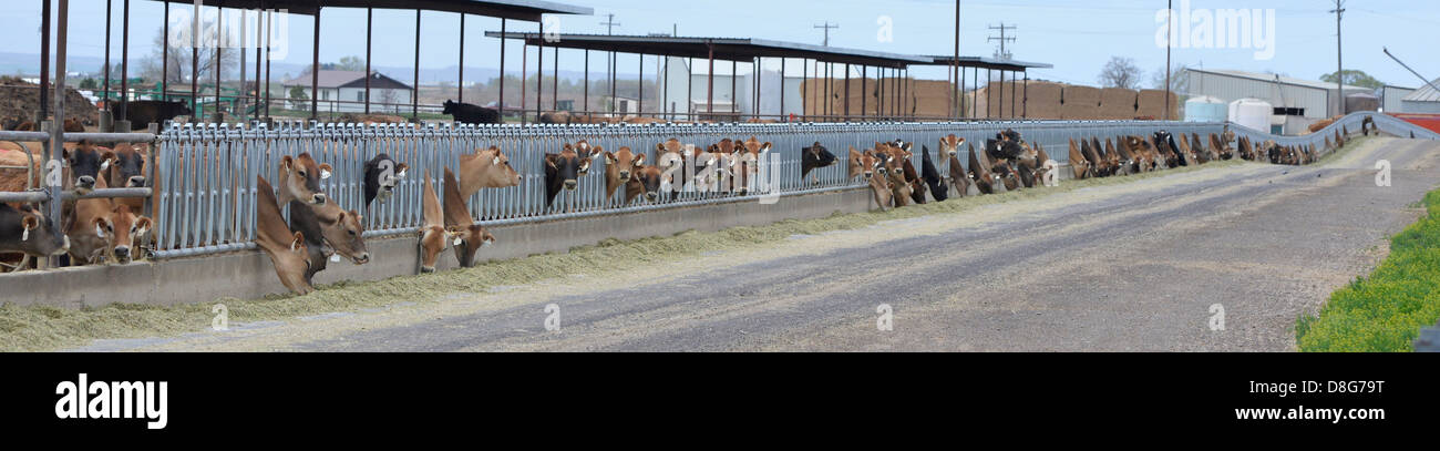 Cows in a feedlot near Jerome, Idaho. Stock Photo