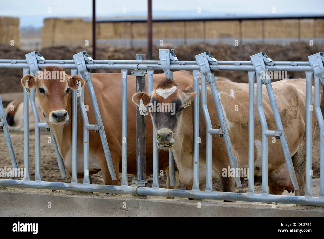 Cows in a feedlot near Jerome, Idaho. Stock Photo