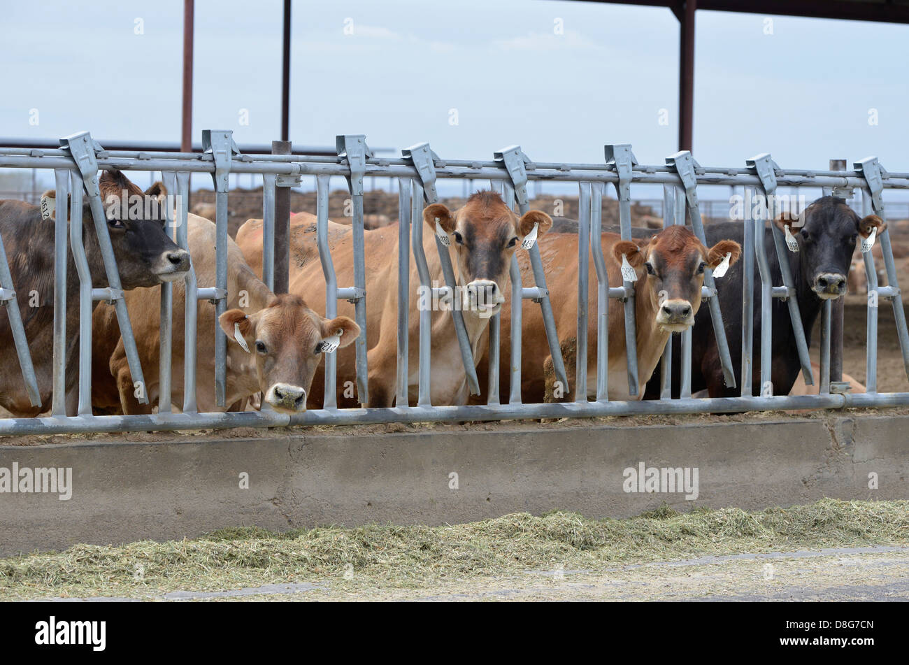 Cows in a feedlot near Jerome, Idaho. Stock Photo
