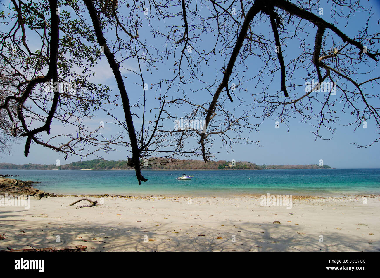 Branches of leafless tree at the beach in Contadora island Stock Photo