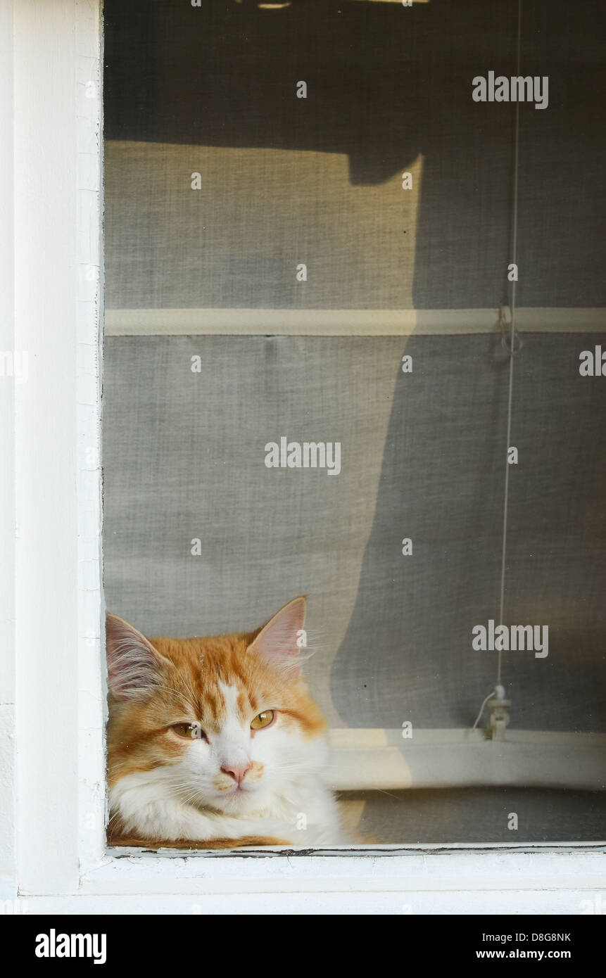 A cat looking out of a window. Stock Photo