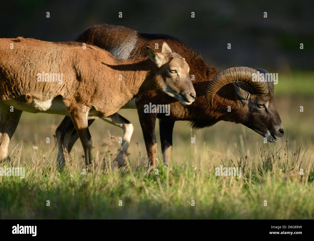 European mouflon Stock Photo