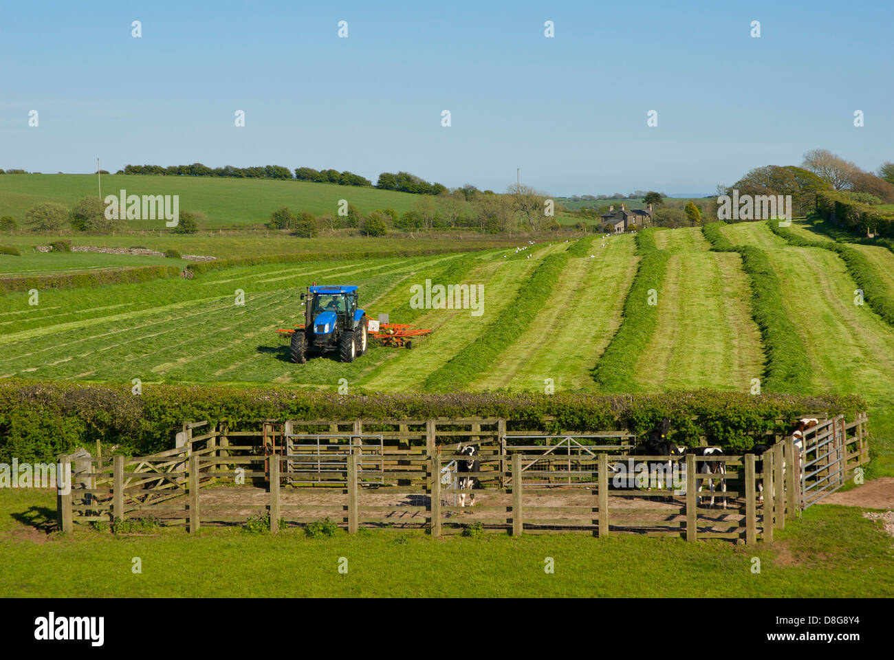 Tractor turning hay in a field near Ulverston, South Lakeland, Cumbria, England UK Stock Photo