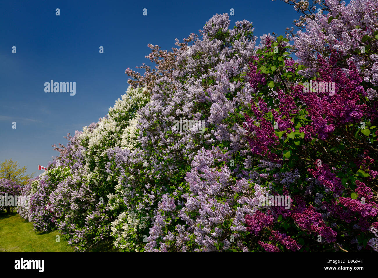 Canadian flag and border of naturalized Common Lilac bushes in bloom in Spring Vaughan Canada Stock Photo
