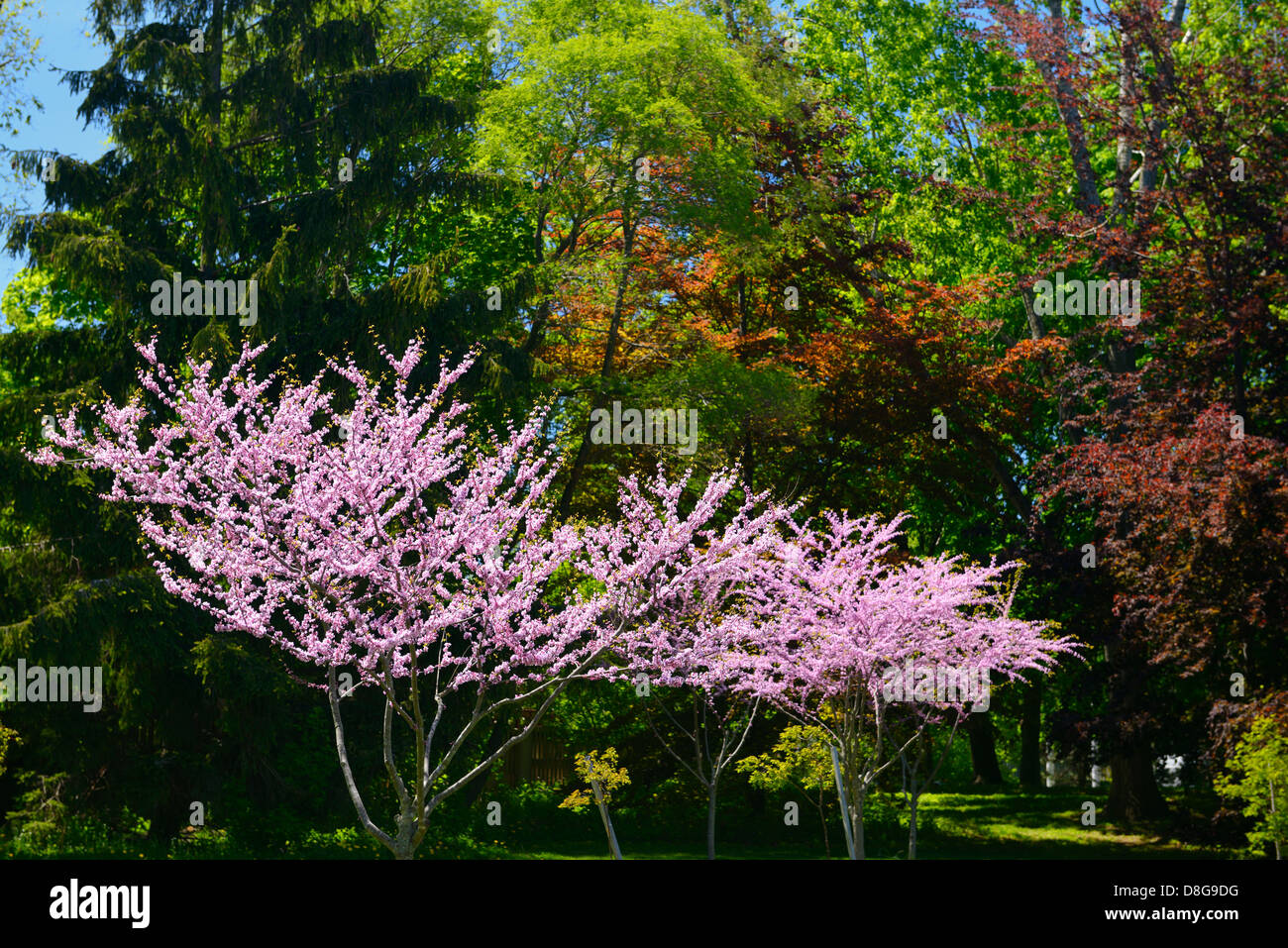 Pink blooms of Eastern Redbud trees in Spring at Brueckner Rhododendron Garden Toronto Stock Photo