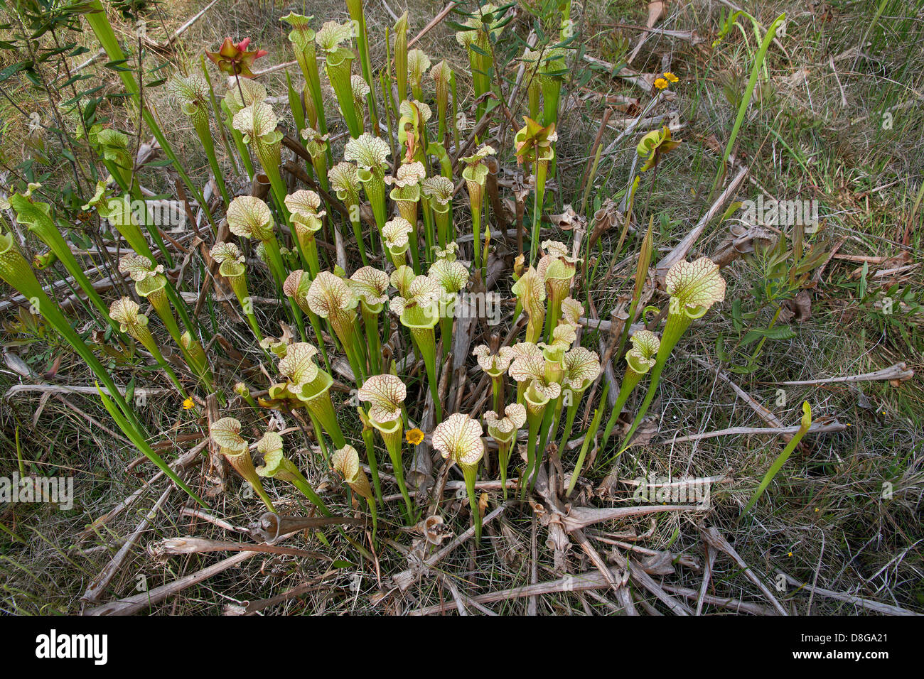 Pitcher Plant, natural hybrid, Sarracenia x moorei ( Sarracenia flava x leucophylla ) Florida USA Stock Photo