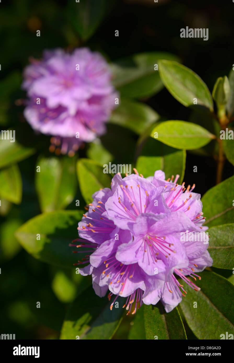 Close up of freshly opened pink flowers on an evergreen rhododendron bush in Spring Toronto Stock Photo