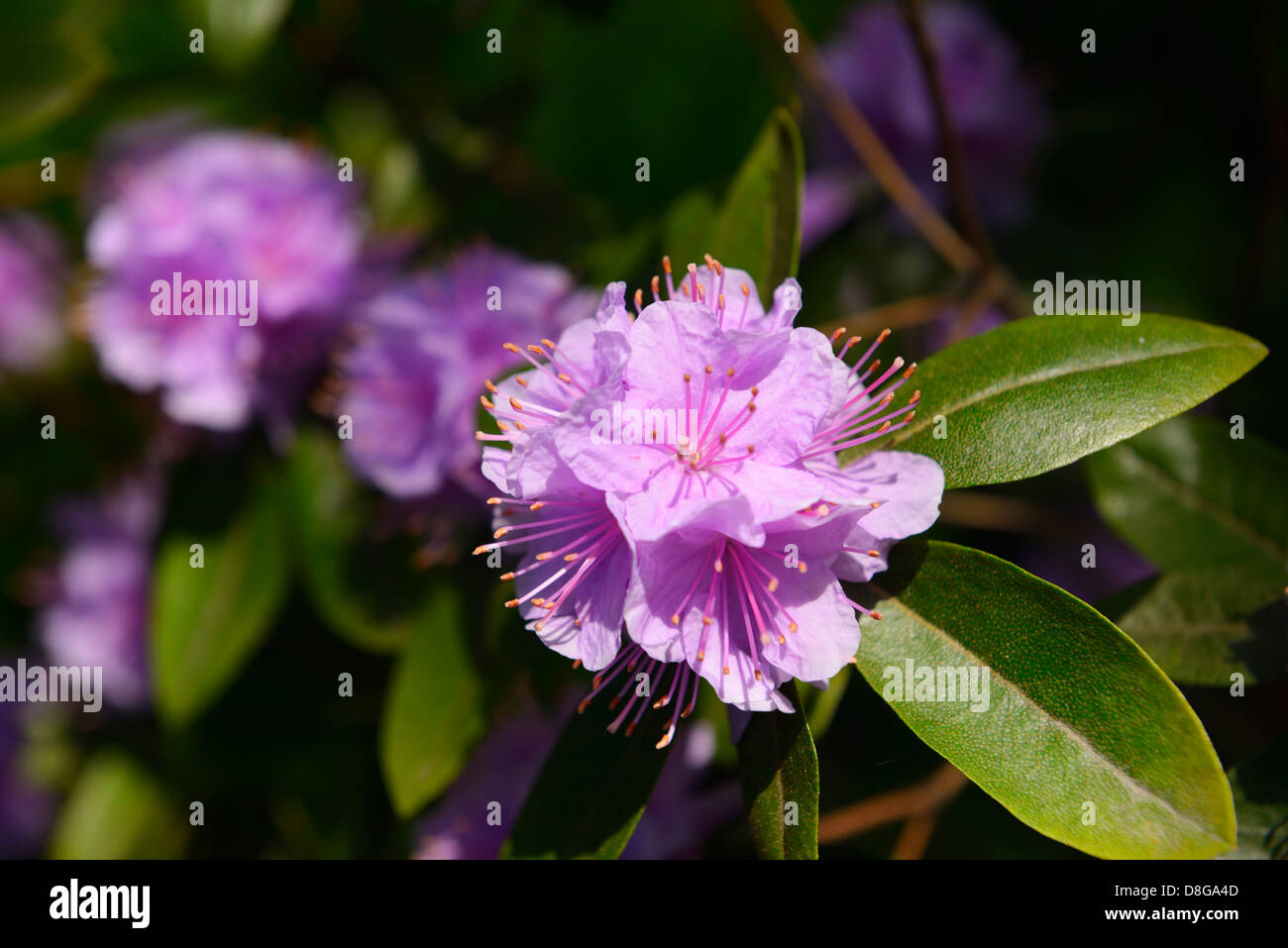 Close up of pink flowers on an evergreen rhododendron bush in Spring Toronto Stock Photo