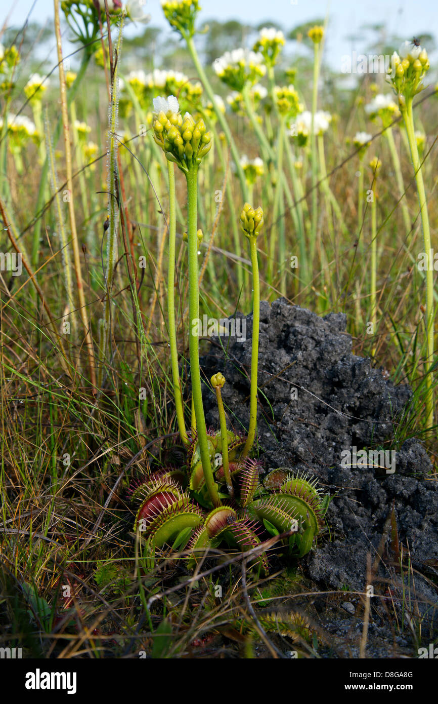 Venus Flytrap Dionaea muscipula with open and closed traps Southeastern USA Photographed in native habitat Stock Photo
