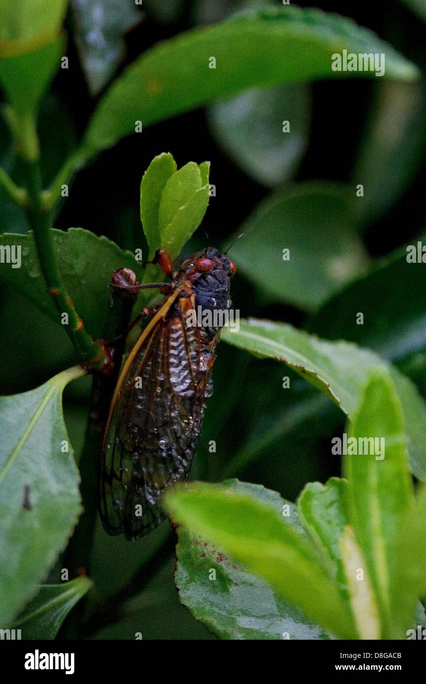 17 year locusts hires stock photography and images Alamy