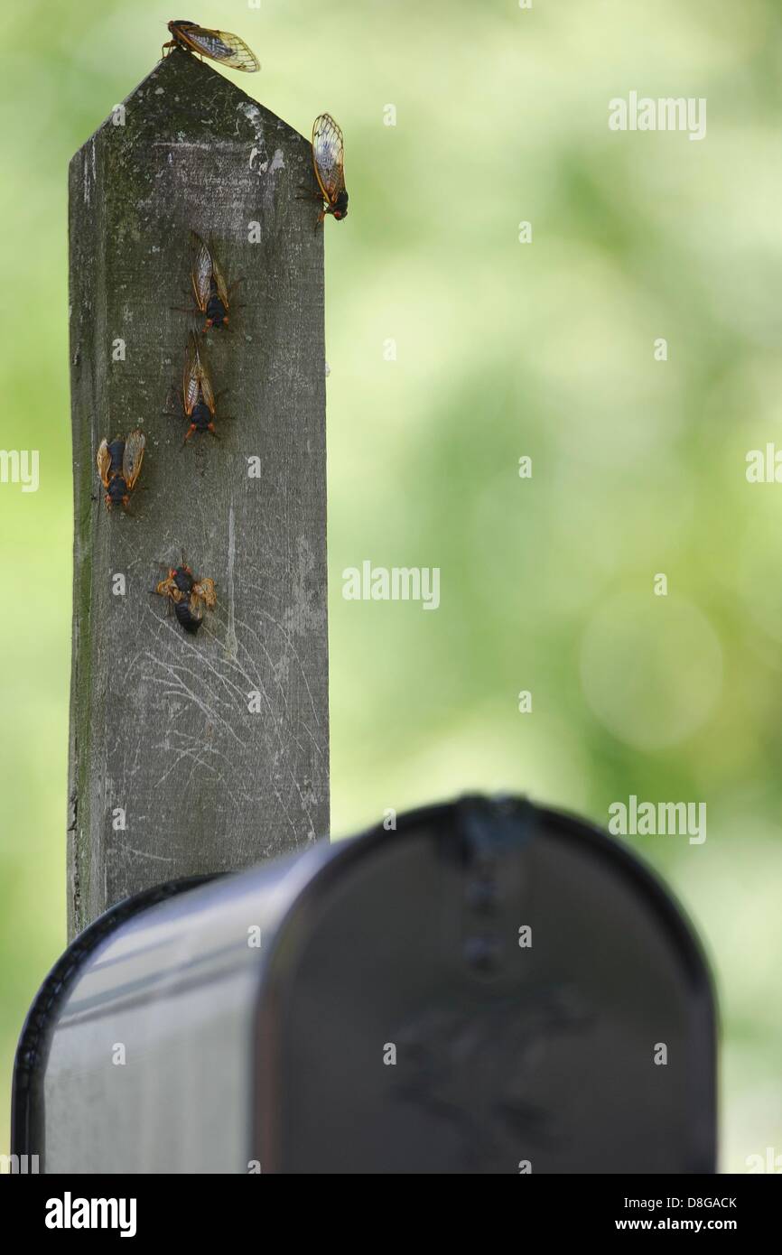 17 year locusts hires stock photography and images Alamy