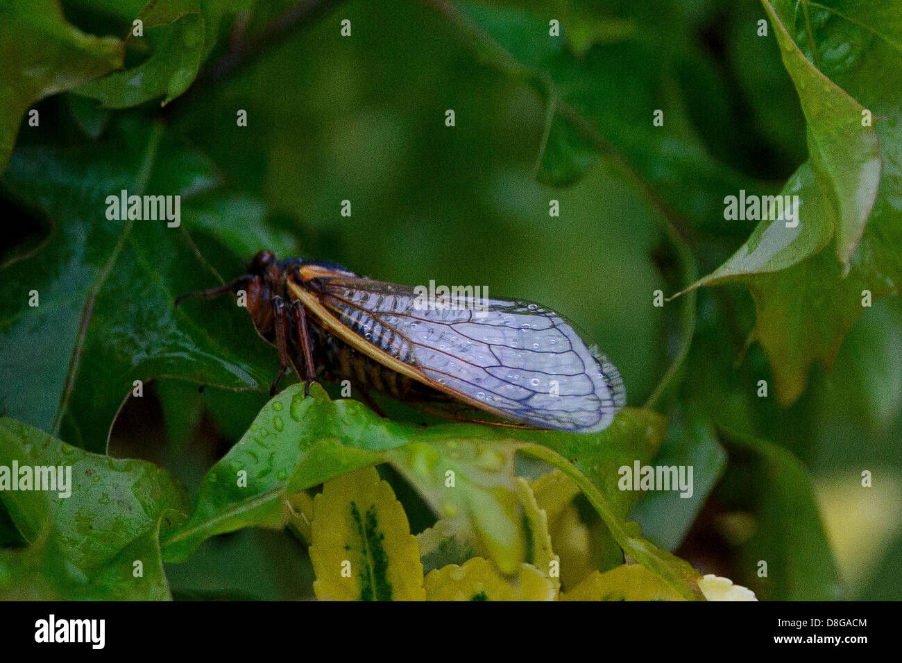 Edison, New Jersey, U.S. May 28, 2013. Central New Jersey is invaded by a once in 17-year event of periodical Cicadas. The Cicadas are infesting local trees, bushes, and items that consist of wood such as mailboxes. Credit: Cal Sport Media /Alamy Live News Stock Photo