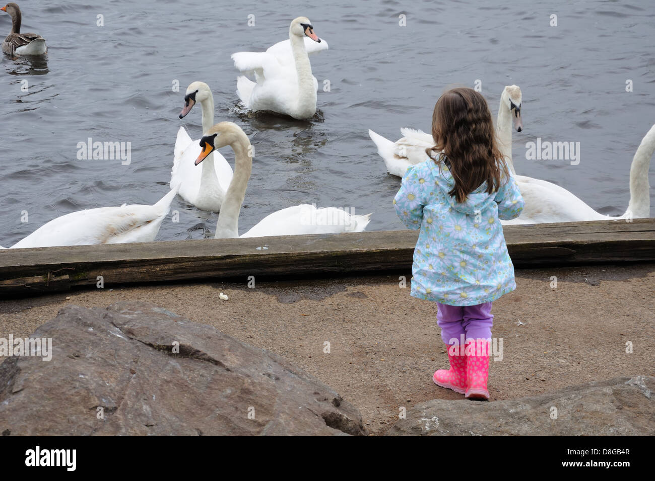 Young girl feeding swans at Clyde Muirshiel Regional Park, Lochwinnoch, Scotland, UK Stock Photo