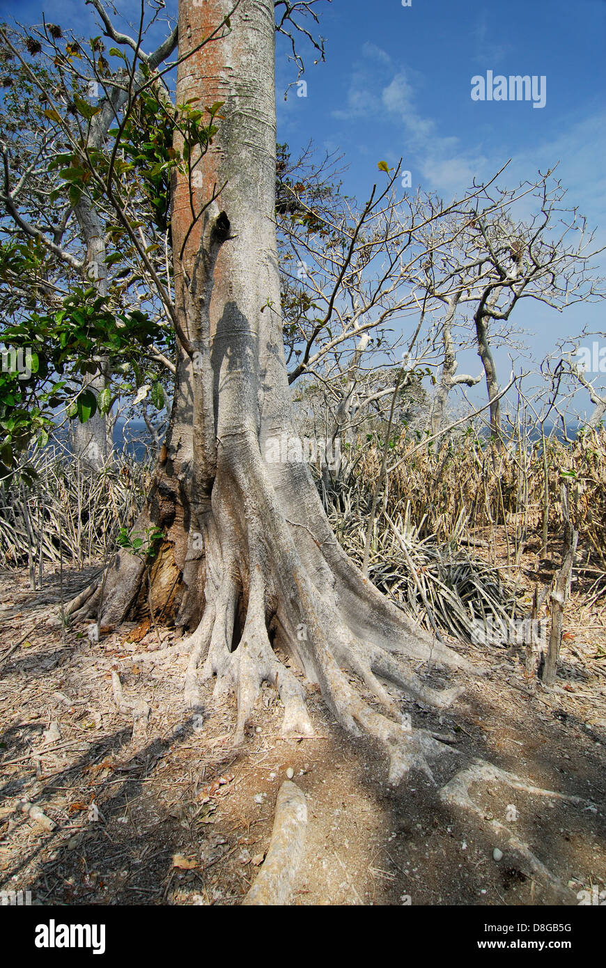 Tree buttress roots mogo mogo hires stock photography and images Alamy