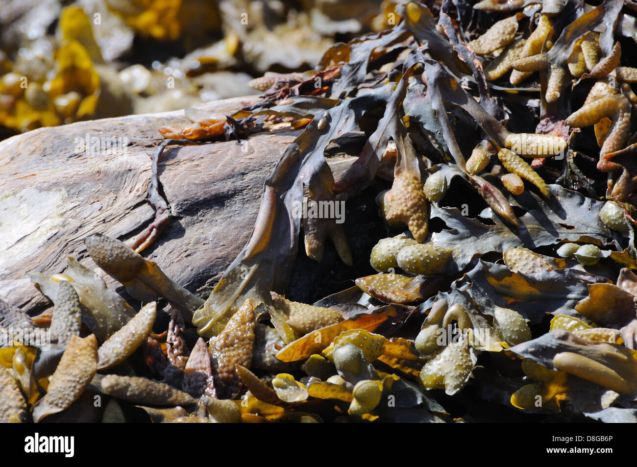 Seaweed on rocky shore. Fucus vesiculosus Stock Photo