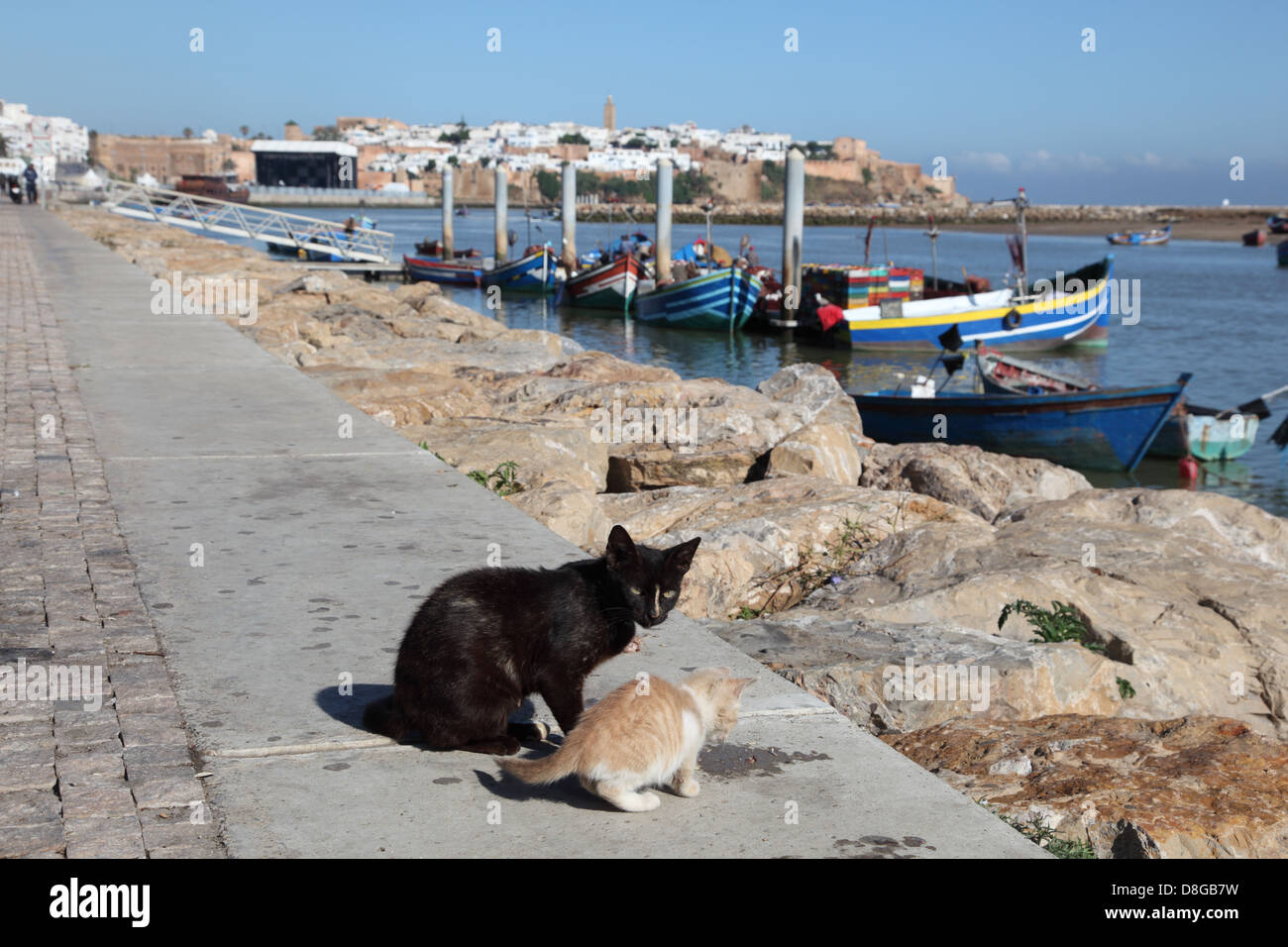 Cats on the promenade of Bou Regreg river in Rabat, Morocco Stock Photo