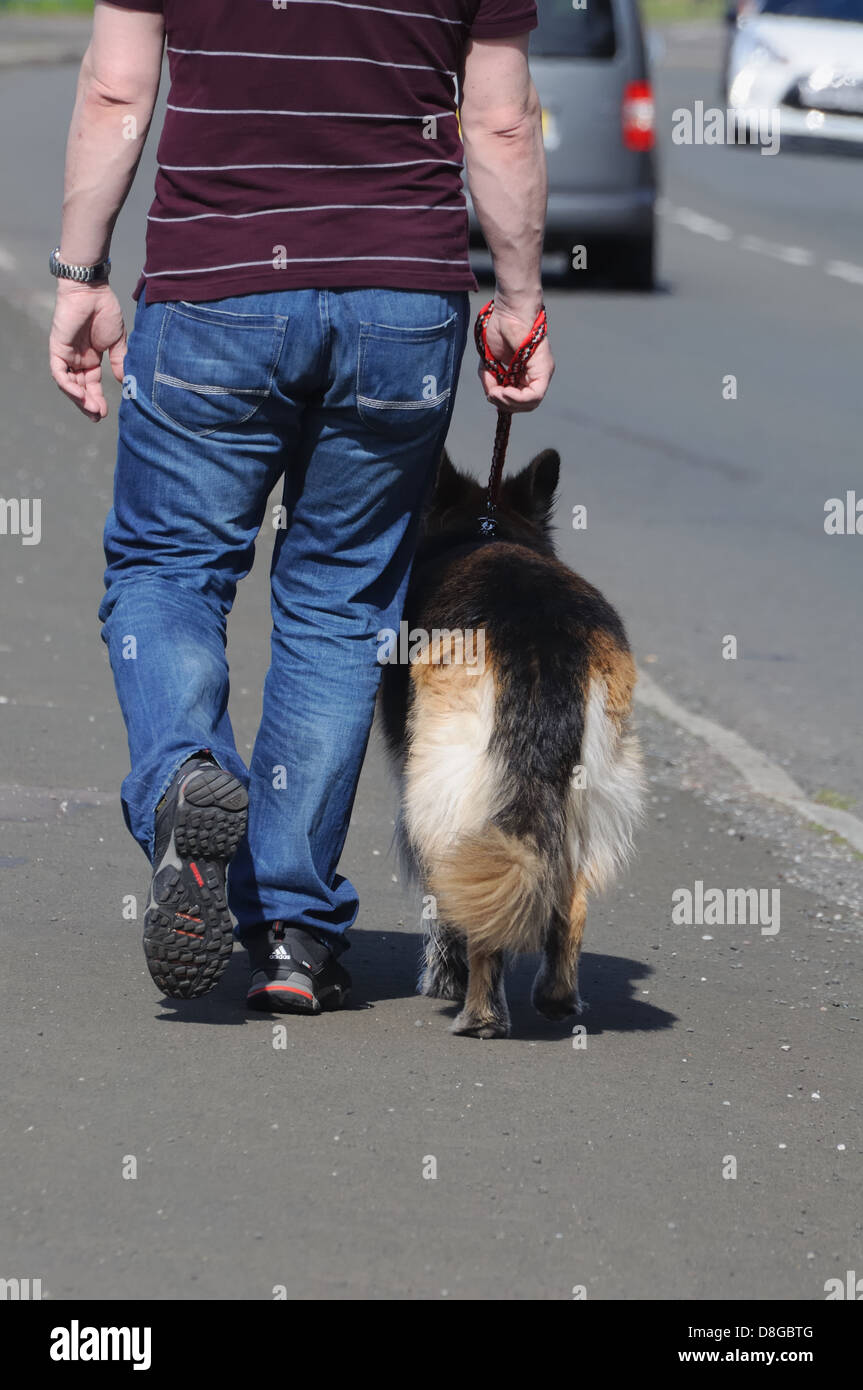 Man walking dog on pavement next to road Stock Photo Alamy